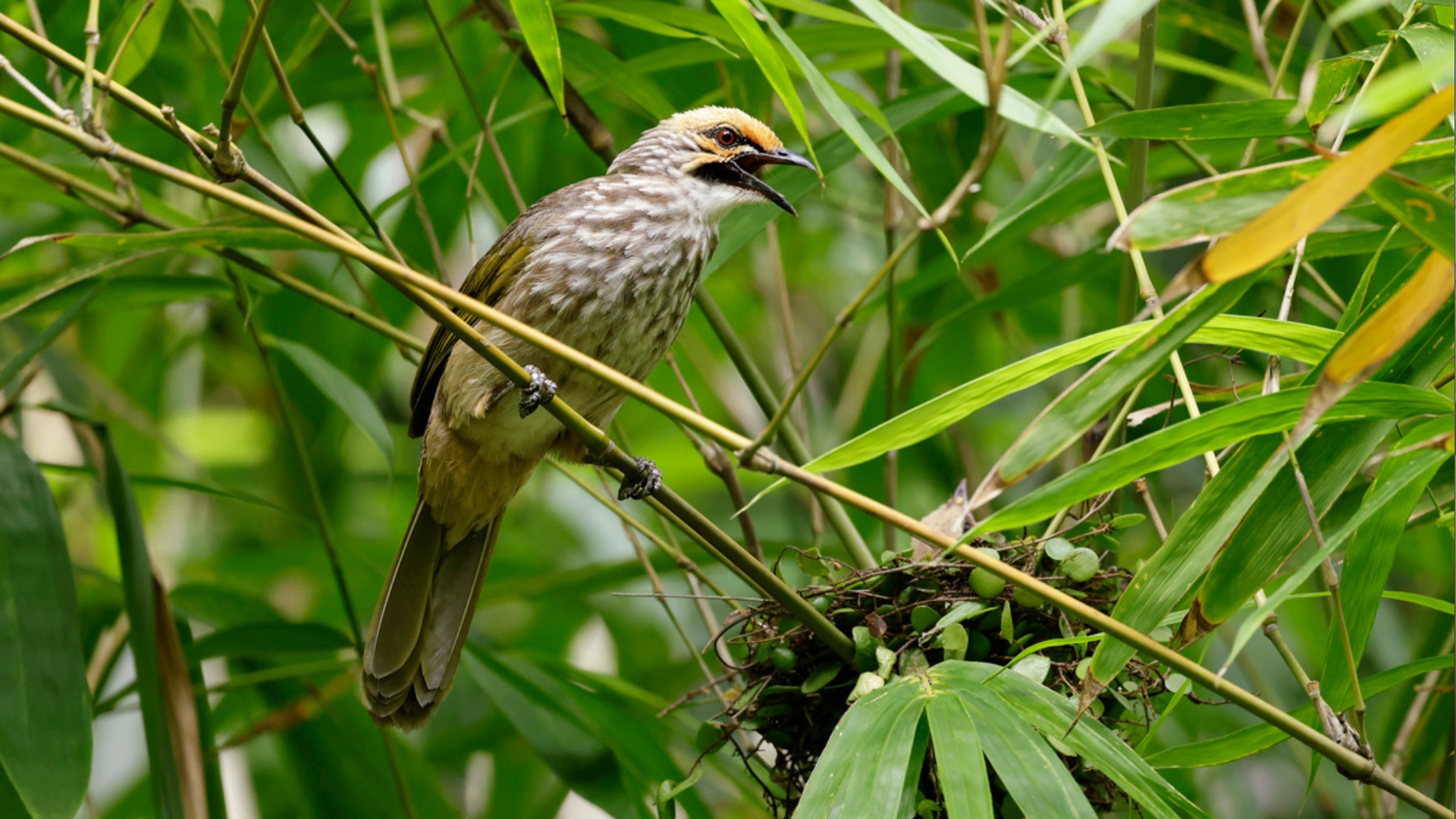 Mandai Rainforest Resort by Banyan Tree-Straw-headed Bulbul_david